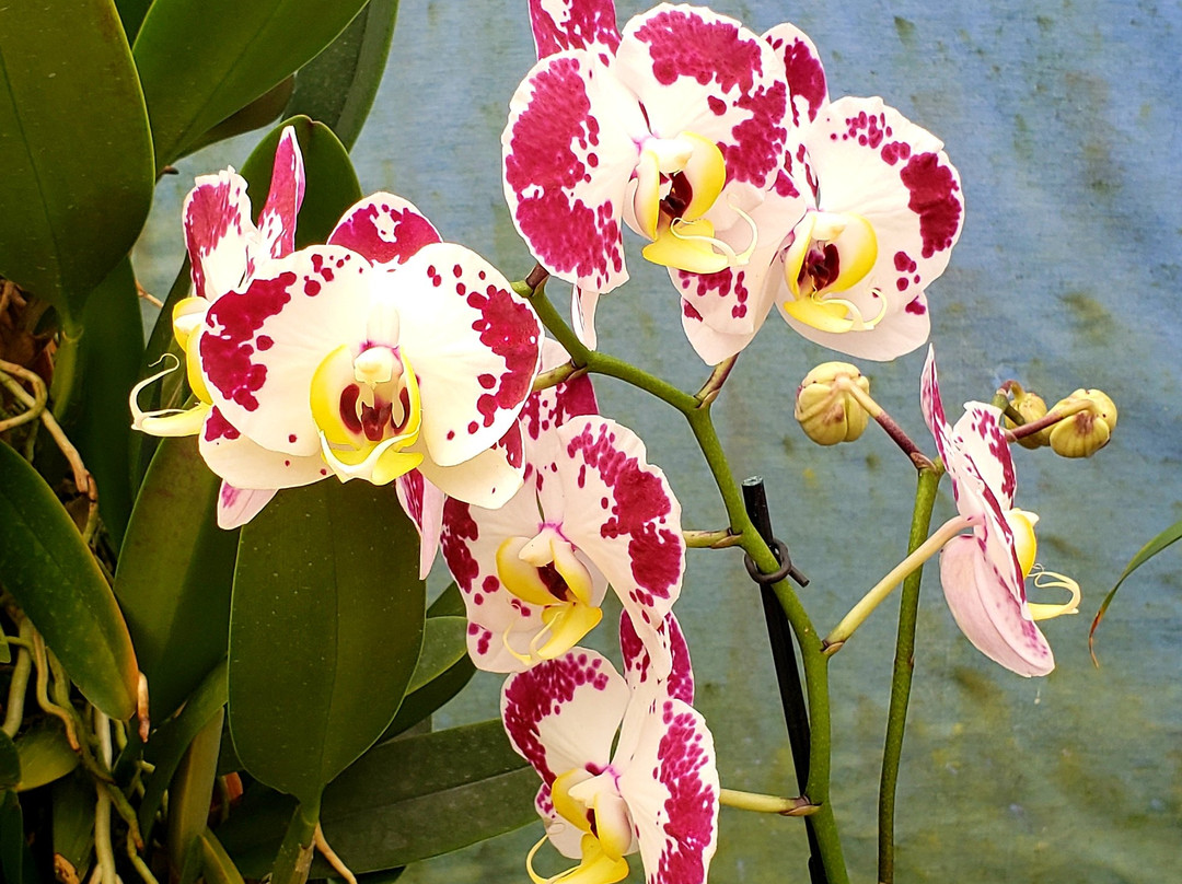 阿卡祖卡兰花园-火山必去景点