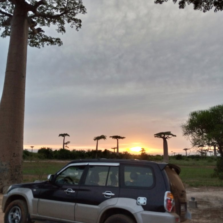 Kirindy Forest Morondava Madagascar景点图片