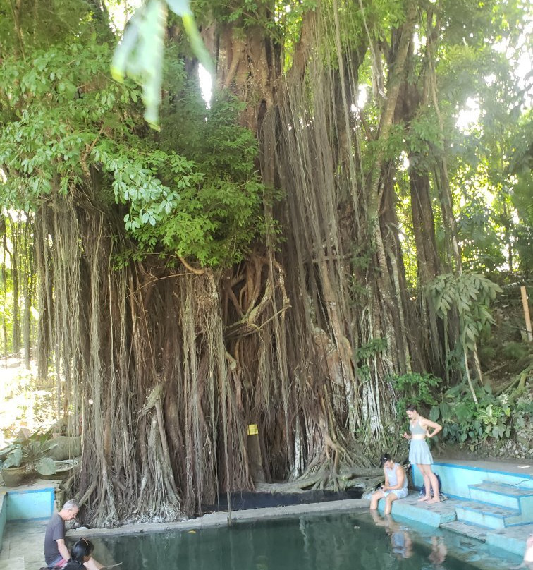 百年大榕树-锡基霍尔岛必去景点