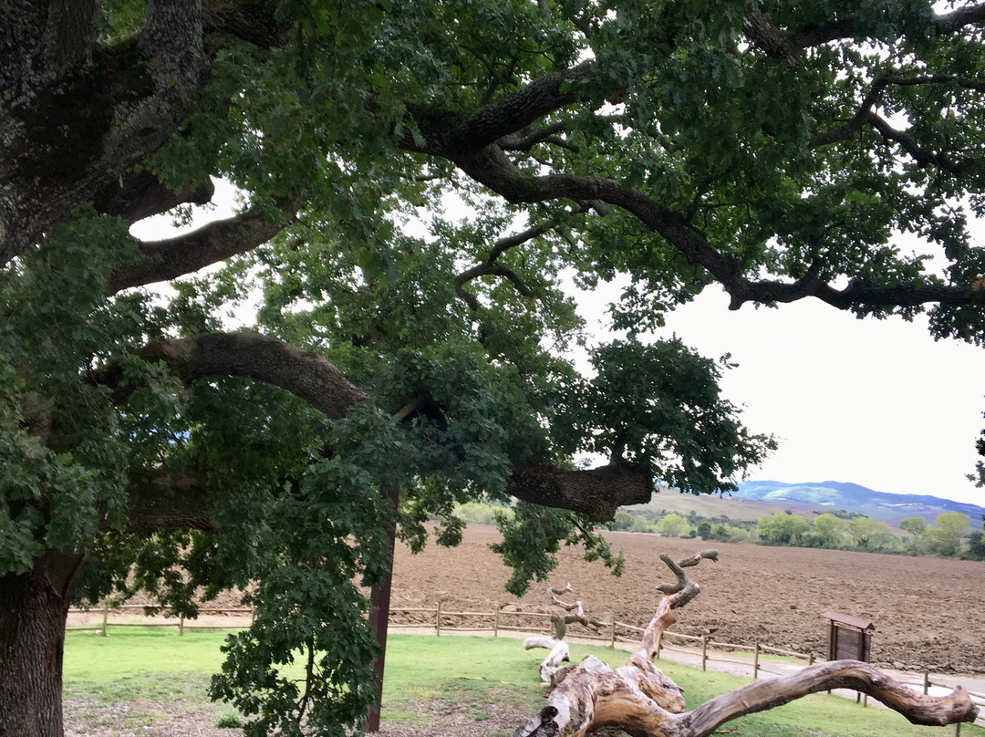 The Checche Oak Tree-皮恩扎必去景点