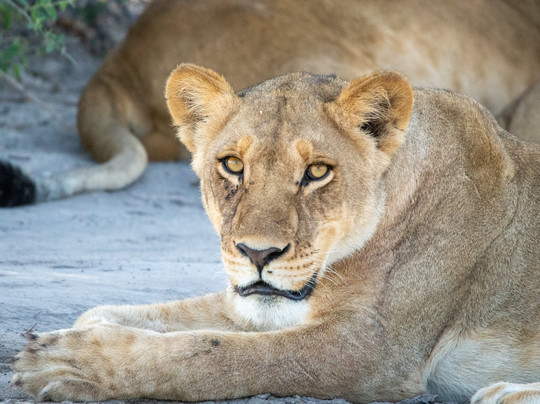 Savute Reserve-Chobe National Park必去景点