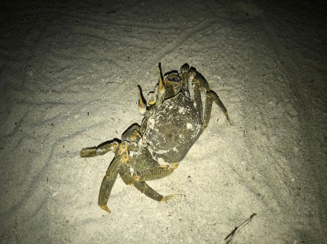 Holiday Village Retreat主图