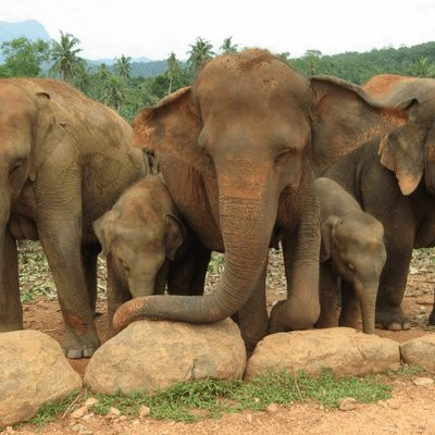 Safari in Sri Lanka景点图片