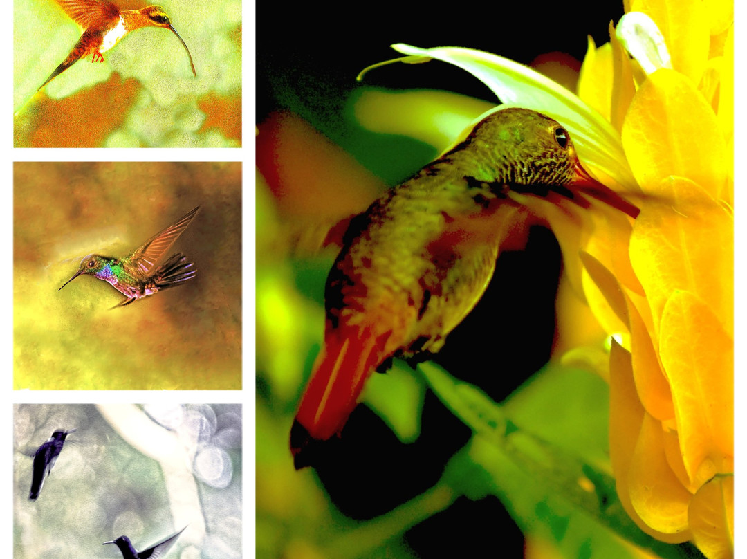 Panama Pipeline Bird Tours景点图片