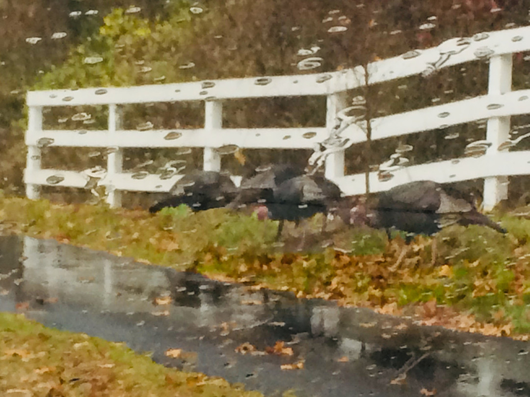 Sandy Neck Motel主图