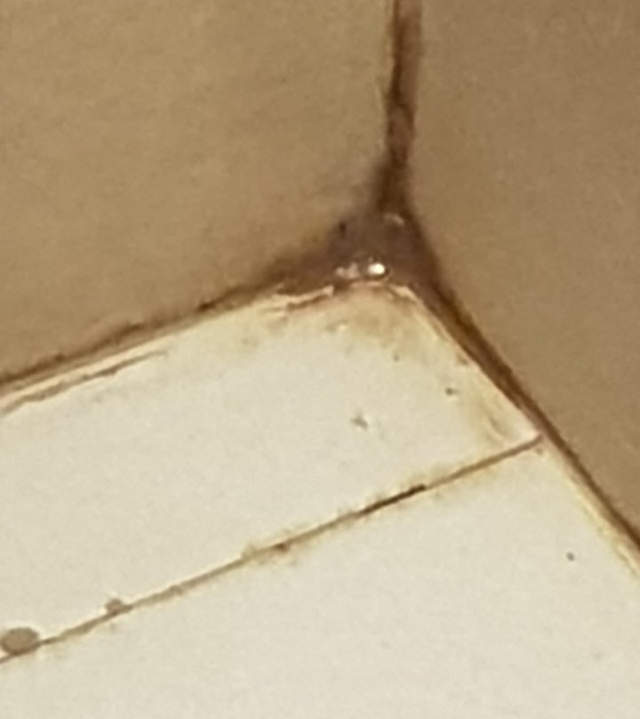 The Oriental Leyte主图