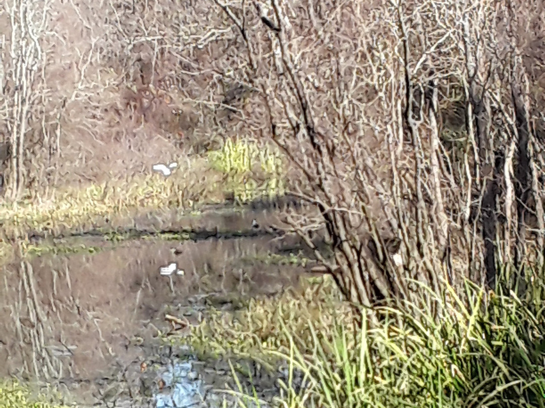 George Mitchell Nature Preserve-伍德兰兹必去景点
