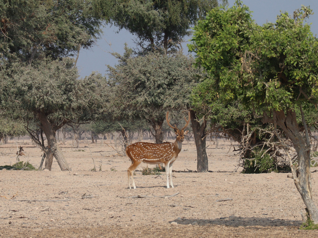 Arabian Wildlife Park景点图片