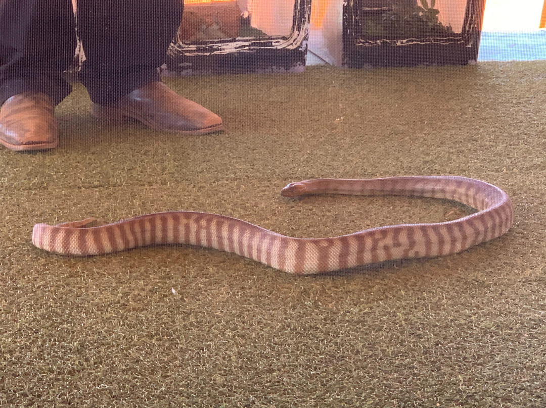 Red Desert Reptiles景点图片