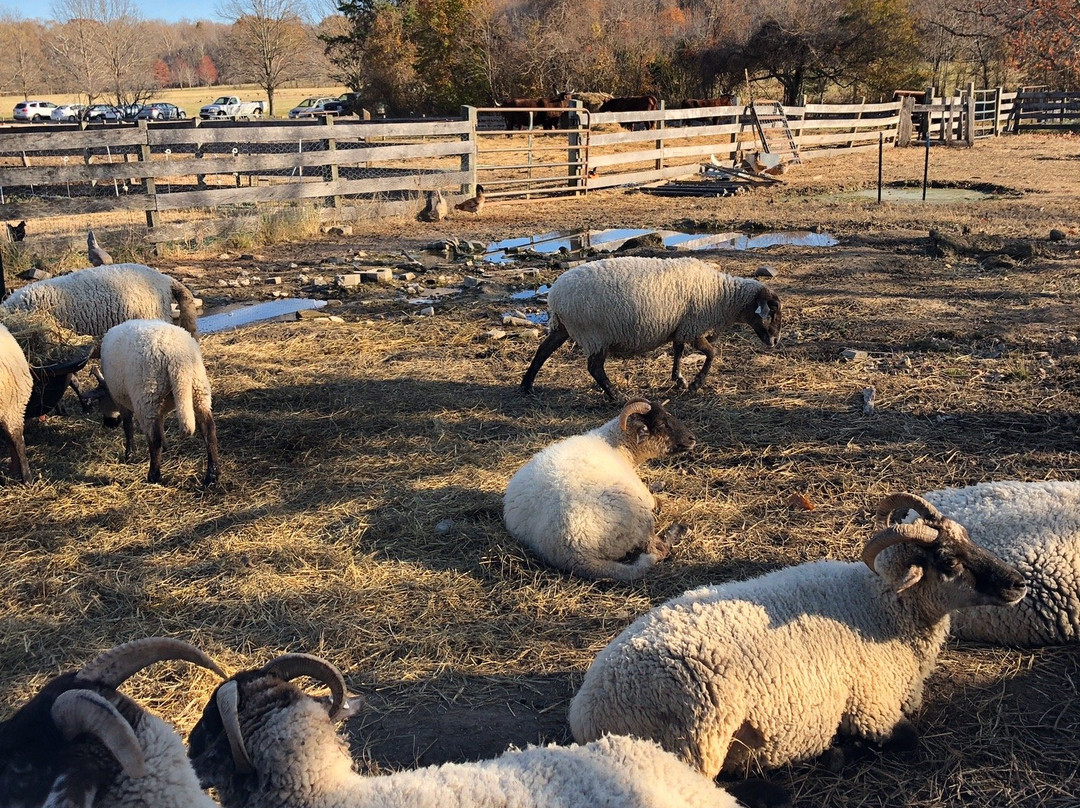 Accokeek Farms at Piscataway Park景点图片