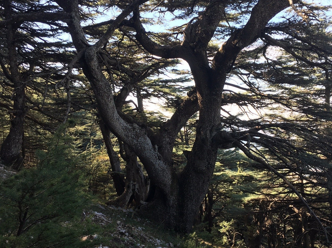 Shouf Cedars Reserve-Barouk必去景点