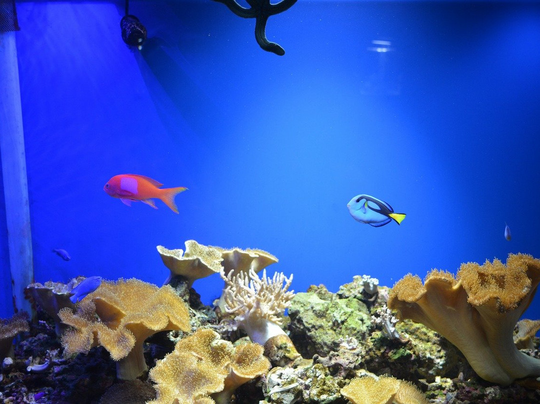 Puku Puku Aquarium Honten-钏路町必去景点