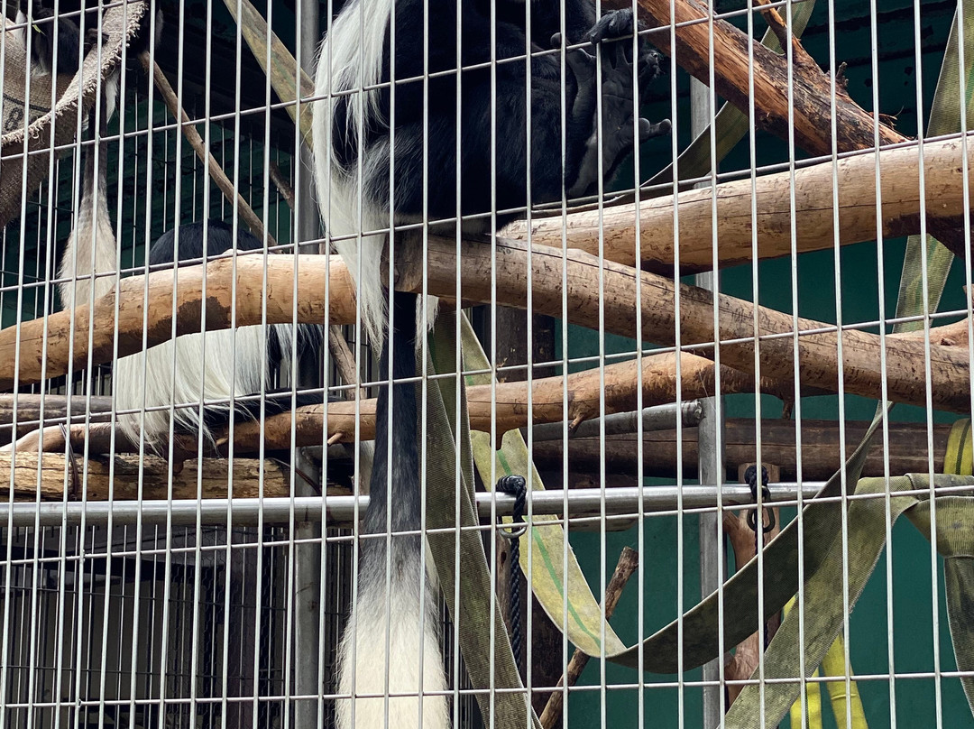Japan Monkey Centre: Museum and Zoo for Nonhuman Primates-犬山市必去景点