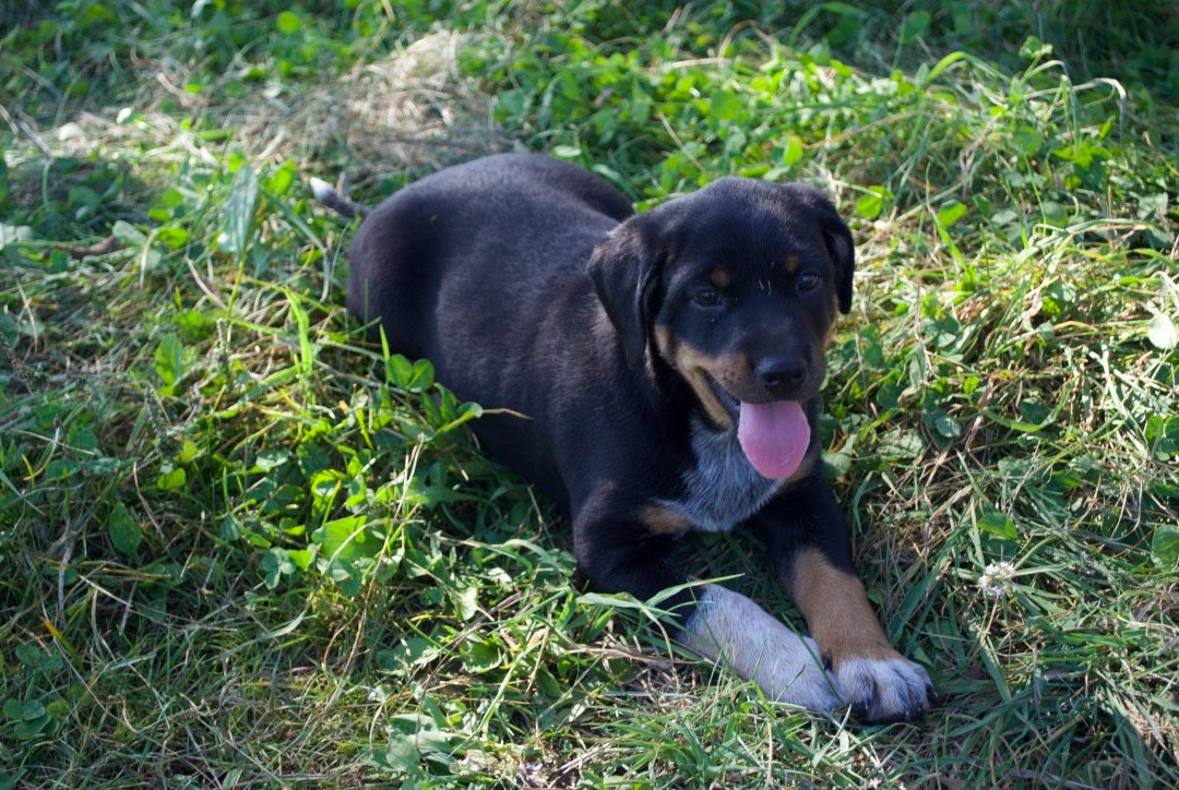 Cobble Hill Kennel-Middlebury必去景点