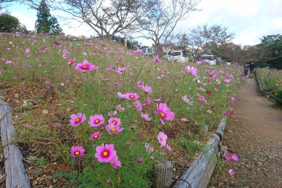 Washigamine Cosmos Park景点图片