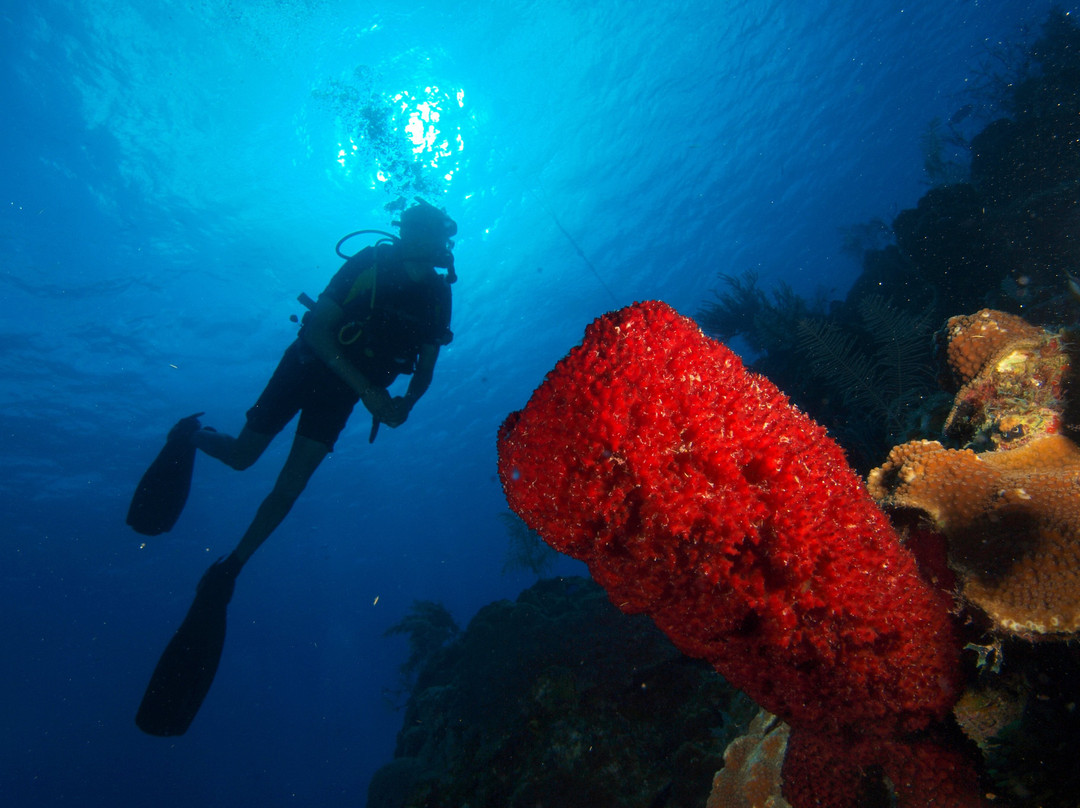 Barracuda Scuba Diving Center景点图片