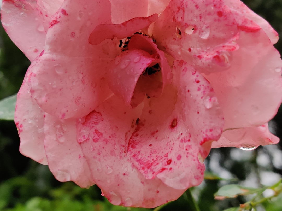 Vihar Homestay主图