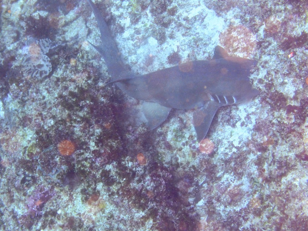 Manta Point Dive Site-努沙杜瓦必去景点