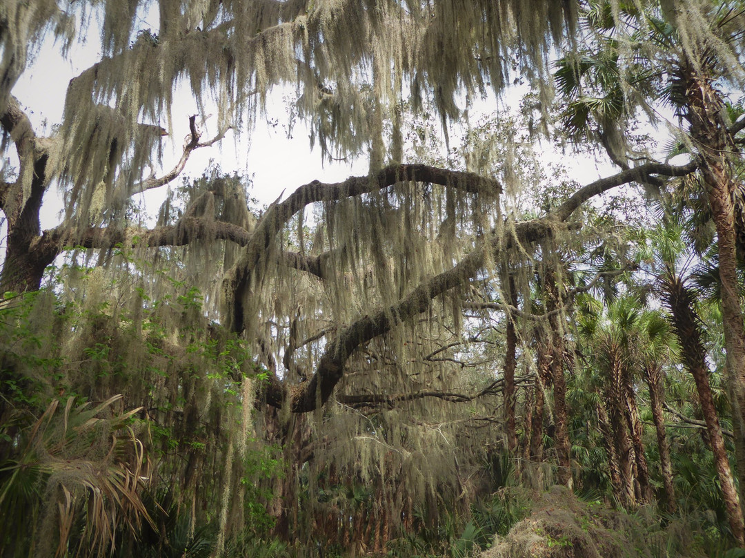 Lake Jesup Conservation Area景点图片