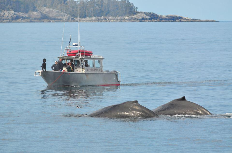 Sitka Wildlife Adventures景点图片