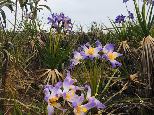 Hotel Escarpas Do Lago Capitólio主图
