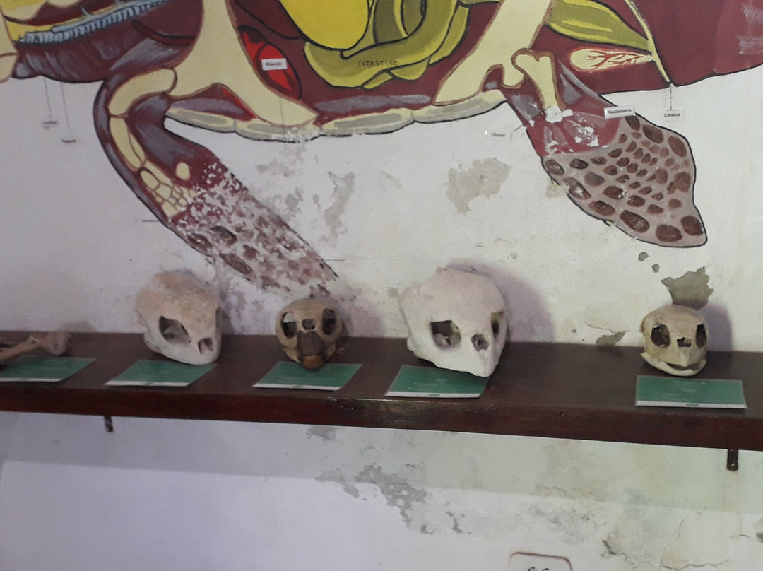 Museu das Tartarugas - ONG Ecoassociados景点图片