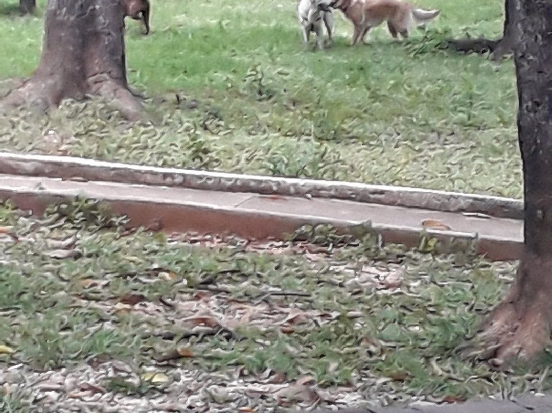 Parque das Mangueiras景点图片