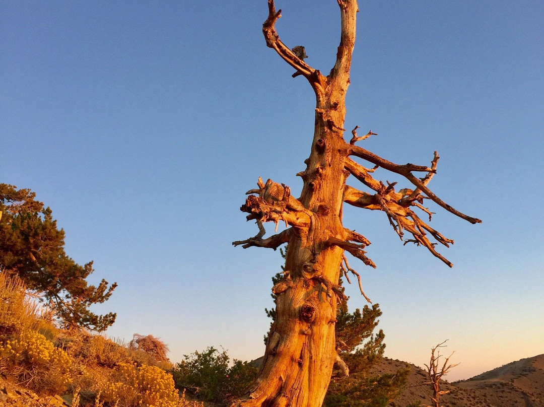 Telescope Peak trail-死亡谷国家公园必去景点