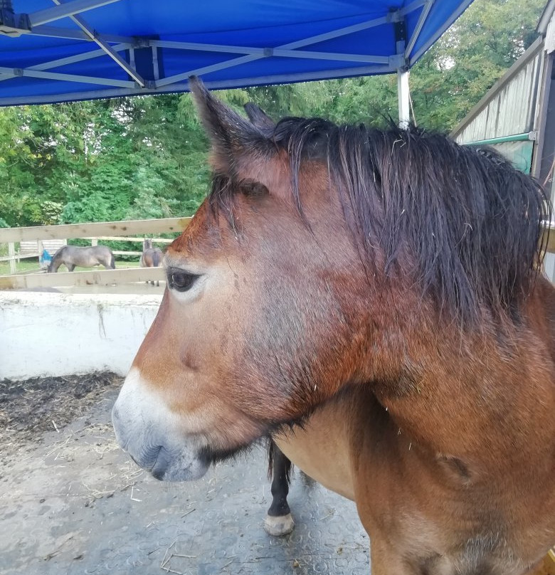 Exmoor Pony Centre景点图片