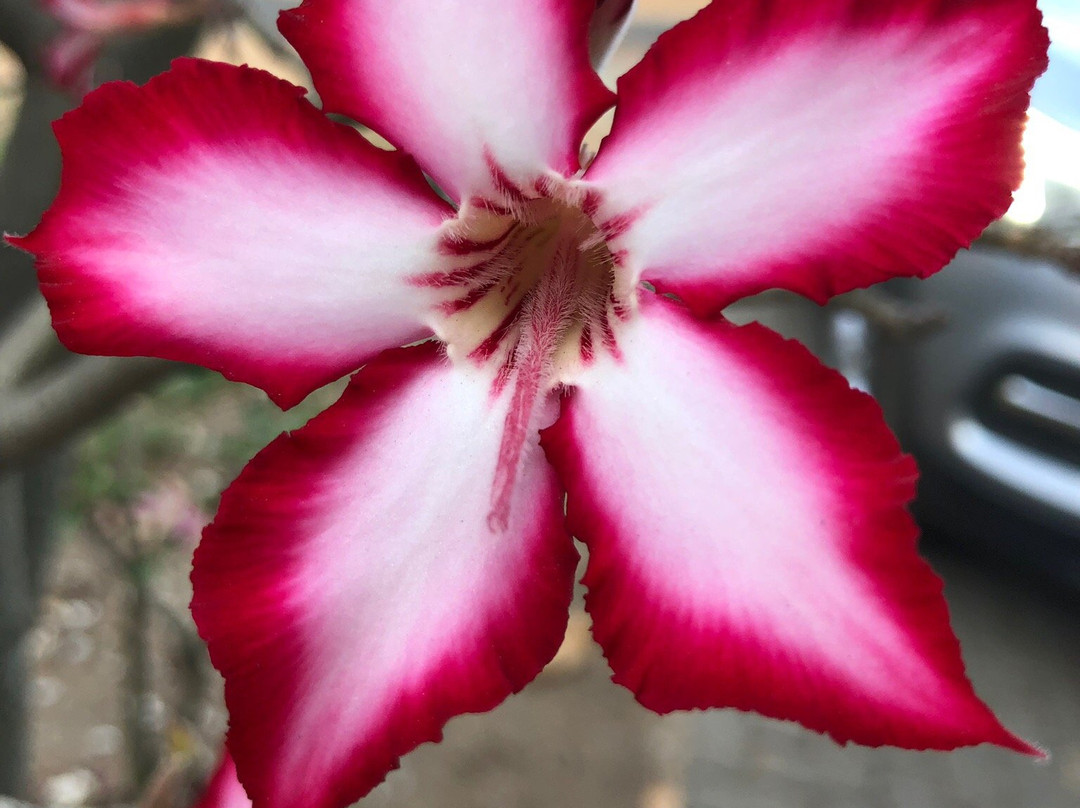 A Traveller's Palm主图