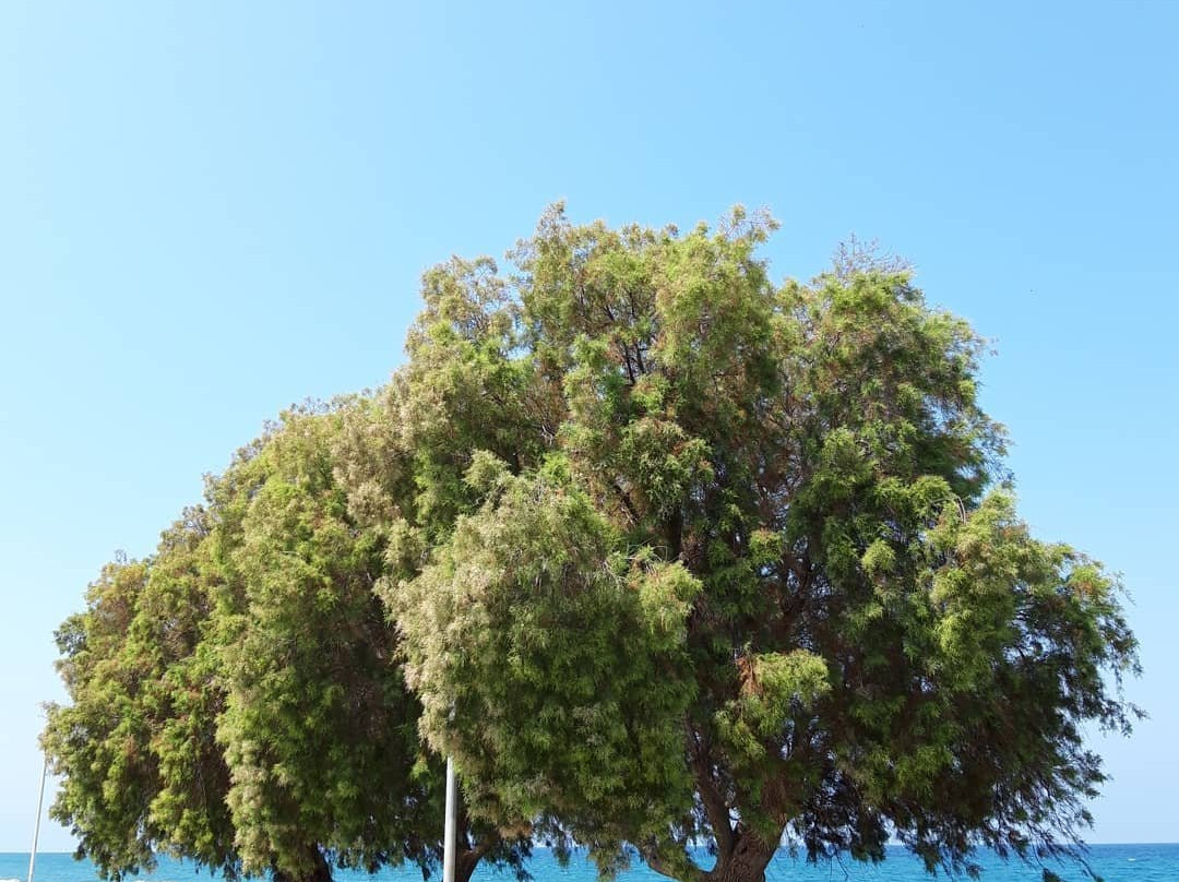 Drolma Ling-Theologos必去景点