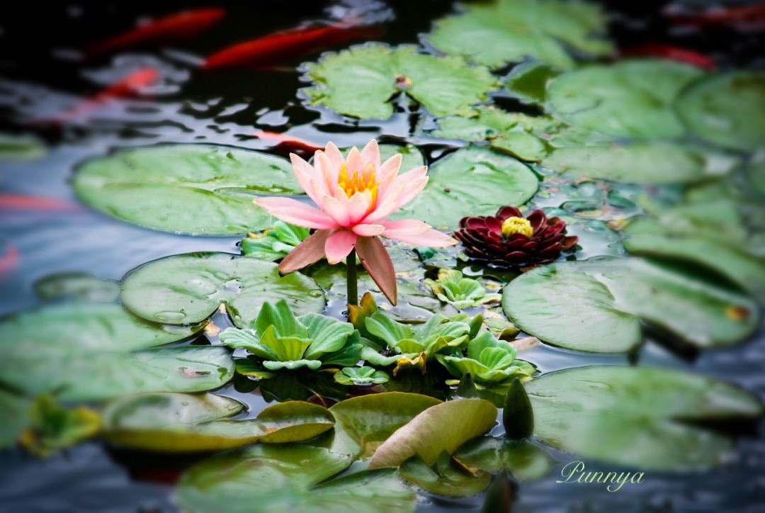 Washington Park Zoo-密歇根城必去景点