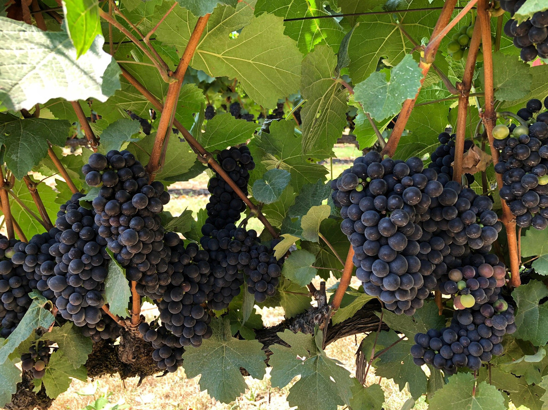 The Four Graces Winery-Dundee必去景点