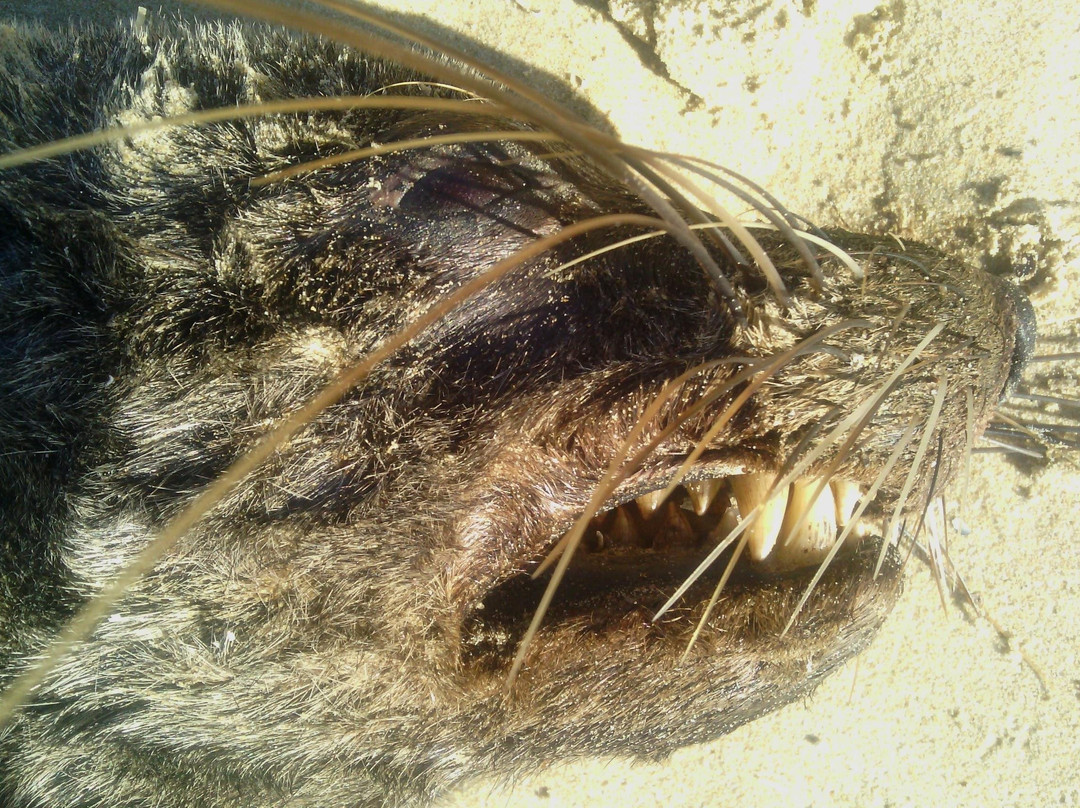 Guided Marine Tours - Port Elizabeth, South Africa-伊丽莎白港必去景点