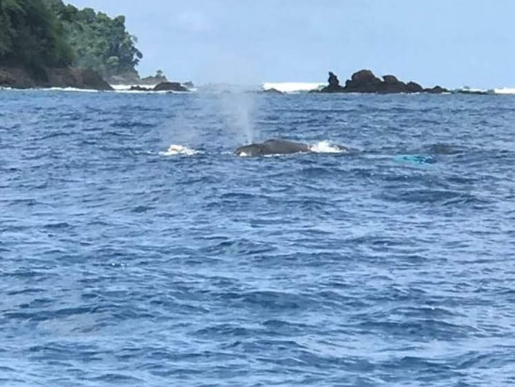 Ballena Infocenter景点图片