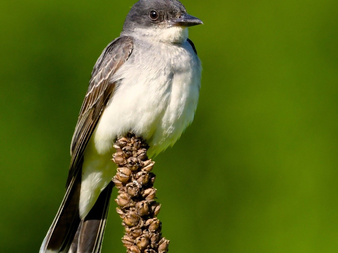 New England Bird Tours-East Middlebury必去景点