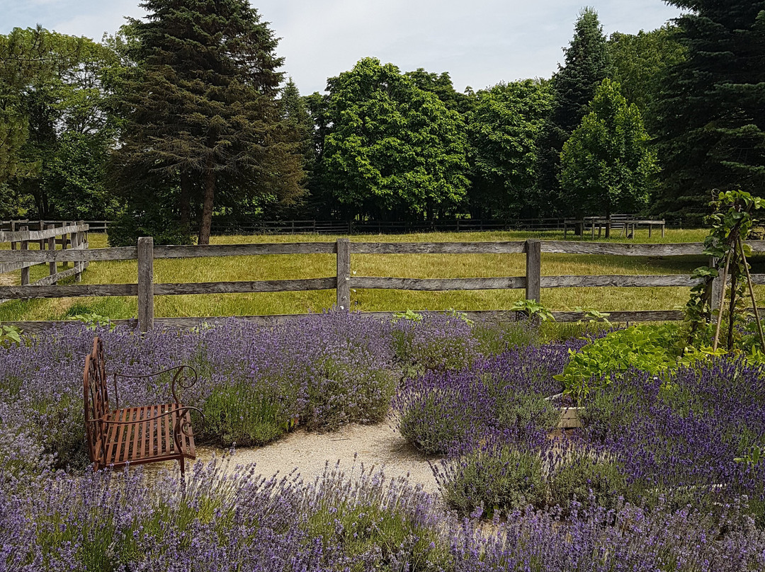 Steed & Company Lavender-Aylmer必去景点