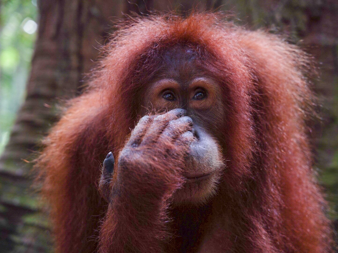 Batu Kapal Guest House主图