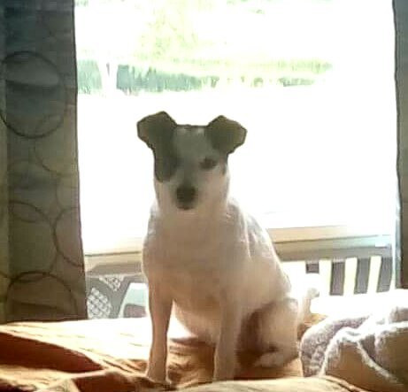 Copper Lantern Motor Lodge主图