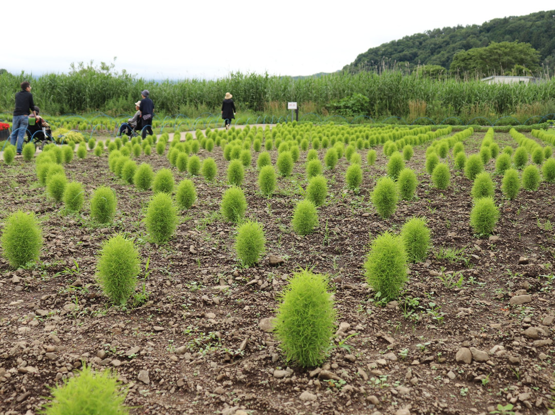Lake Kawaguchi Herb Festival景点图片