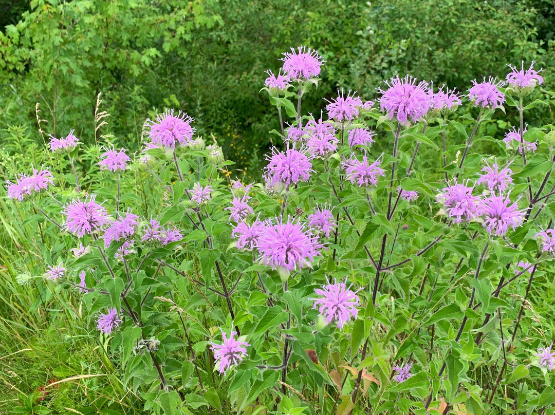 Jay Covered Bridge-Jay必去景点