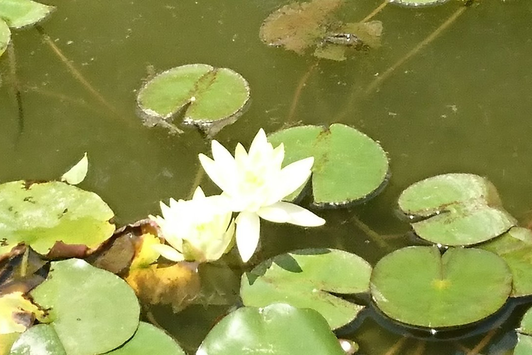Chofu Garden-下关市必去景点
