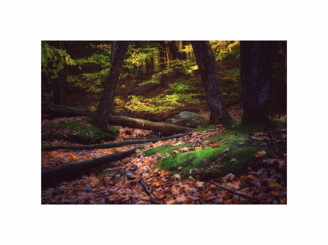 Centre de la Nature Mont Saint-Hilaire景点图片