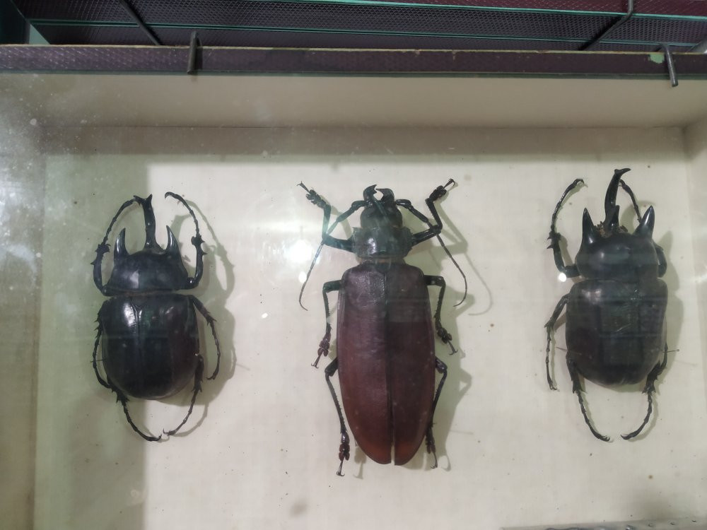 Entomological Museum of Volos景点图片