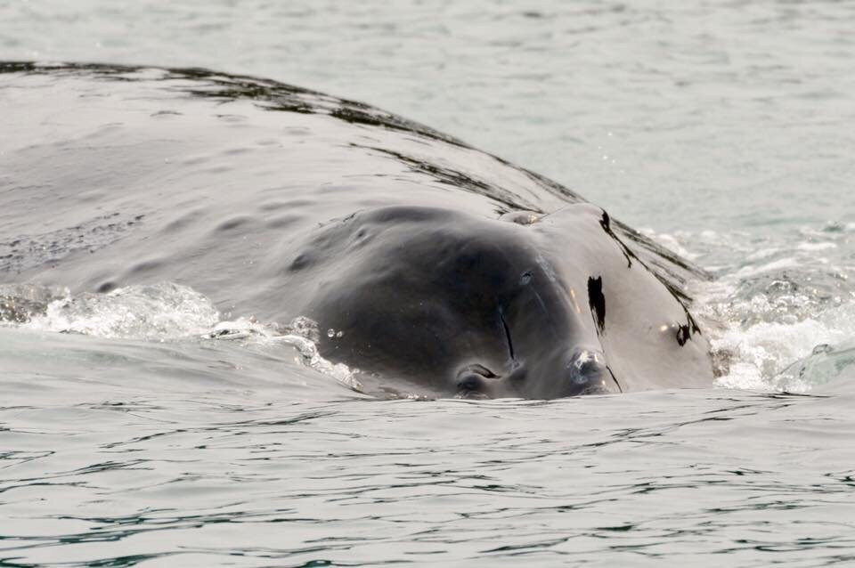 Icy Strait Whale Adventures-胡纳必去景点