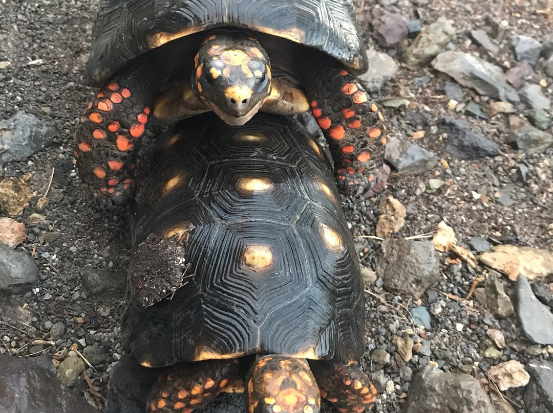 Le P'tit Morne Hotel主图