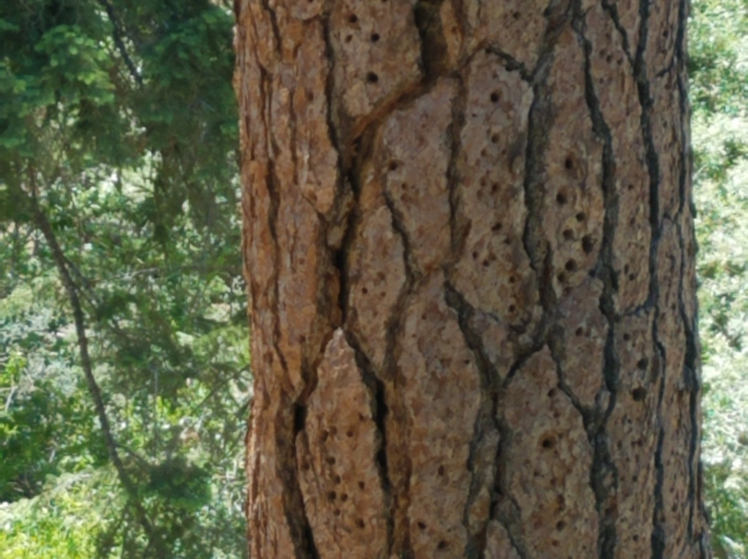 Happy Hills Trail-Big Bear City必去景点