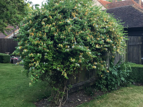 Shatterling旅游攻略图片