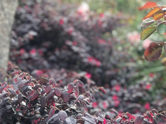 Rose Garden, Solophok