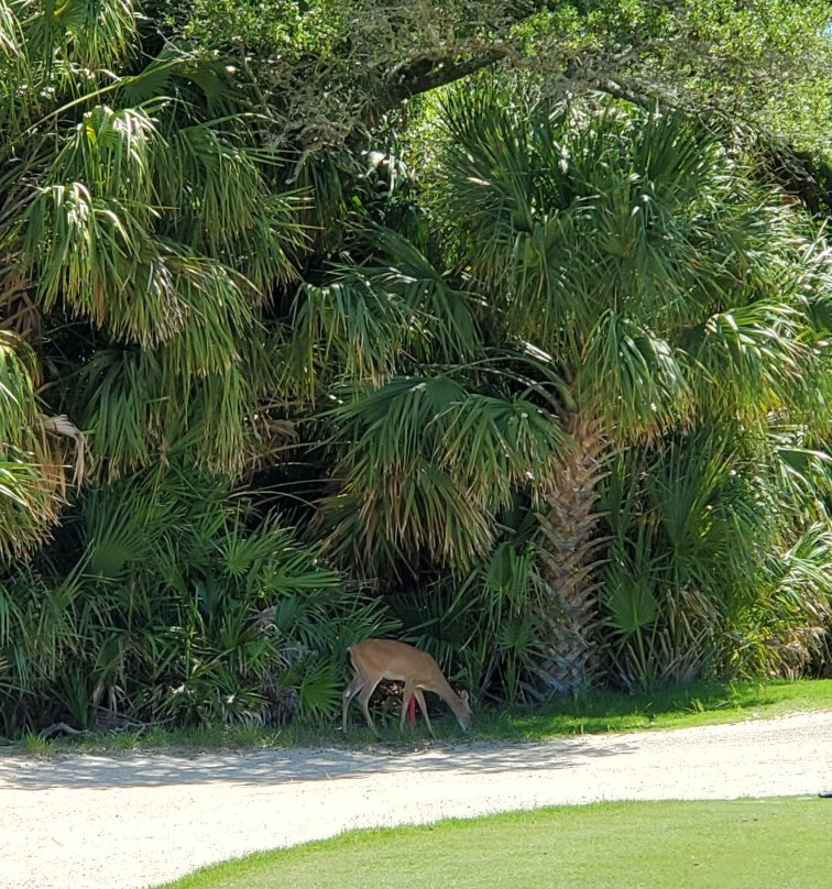 Ocean Point Golf Links-Fripp Island必去景点